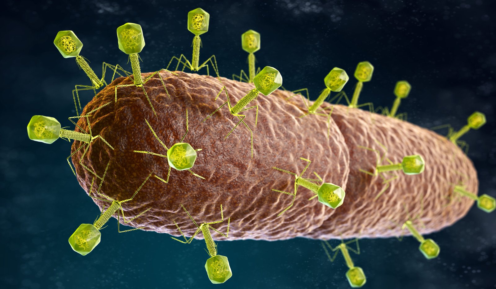 illustration of the Bacteriophage Virus that infects and replicates within a bacterium. 3D illustration SSUCv3H4sIAAAAAAAEAJ2RTW7DIBCF95V6B4u1LTXENnavEnUxBmKjYIgAt4qi3L1gTDXr7pjvMT9v5vn+VlVkAq84+ayeKYqx0nrzwUFQ1kT8UR/cSSOkw0QKFaxToDGcIPDFwCojNJvWCb92kfgAYfPSp2YH4hDkHGtk+FciT3TJcVWEXYwZUSKkRsxv084KetX/zsyPr+IGZmn4Yx8YGXFSS8hGLvkruf0E6VZsDTahLHL1bTno9OGMKt2d4srMKM2GZd9ySeN2M8E98OREW3uHSacVX2NNWfgC3sfvonDUiMeb2hX1MTbsBo6qRMRLpPB0prTru2E4jezEhn5sSbme5TclsMV80EVFyT0QV2kCIlo6XmkHDaeia1rB2waYYA1l7NzD1POB0bj41y8+YdrthwIAAA==