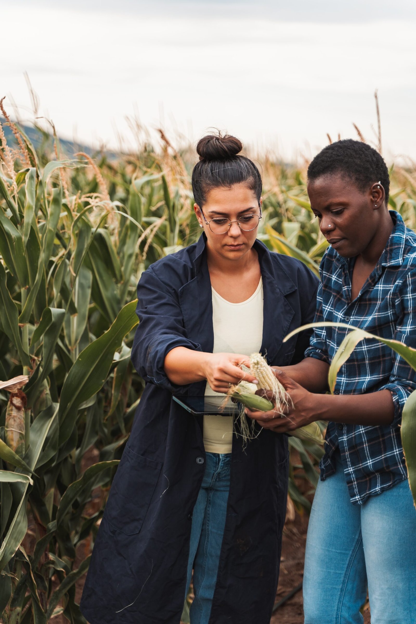 Agronomist and farmer inspecting corn cob in cultivated maize plantation
