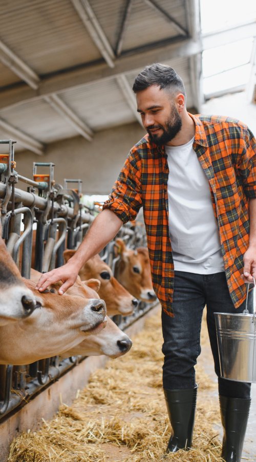 Farmer gently caressing jersey cows in a stable while holding a metal bucket, surrounded by hay and the warmth of rural life