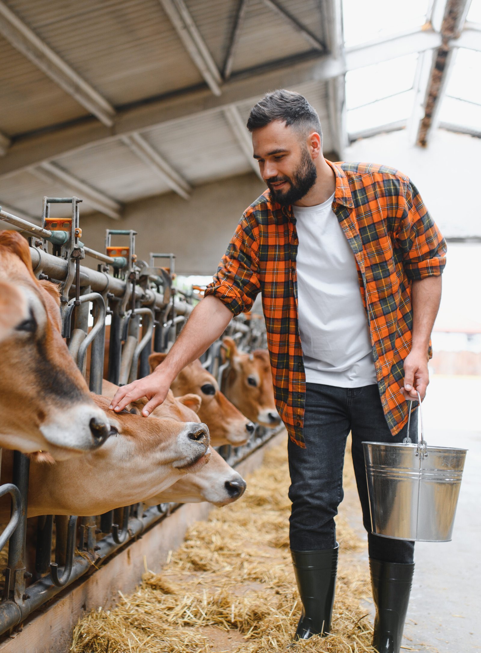 Farmer gently caressing jersey cows in a stable while holding a metal bucket, surrounded by hay and the warmth of rural life